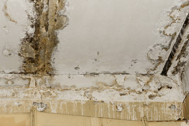 Mold Remediation for Rental Properties in Jamesburg, NJ