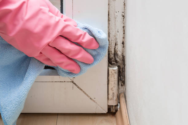 Best Mold Damage Restoration  in Jamesburg, NJ